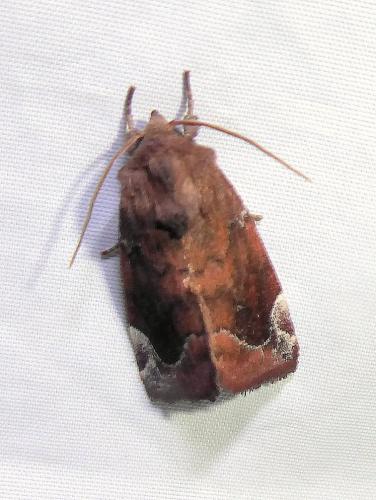 Réf. 287 175 : Cosmia pyralina